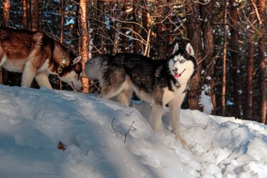 Husky köpek gözlerini dikip bakıyor. Yırtıcı standları