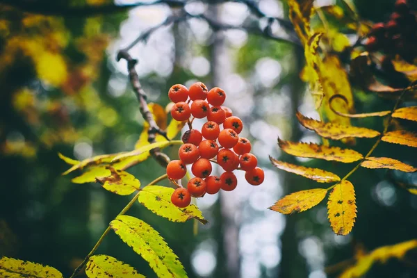 Outono maduro monte de vermelho — Fotografia de Stock