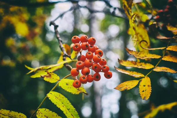 Otoño racimo maduro de rojo — Foto de Stock