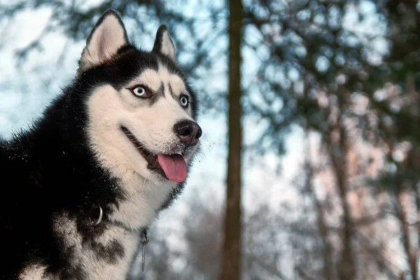 Porträtt i varm kväll toner — Stockfoto