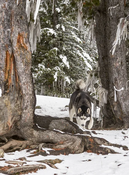 Siberiano Husky perro negro y —  Fotos de Stock