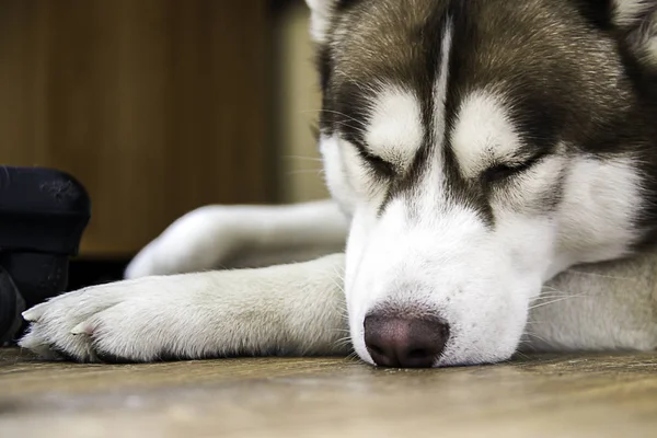 Sibérie chien husky dort — Photo