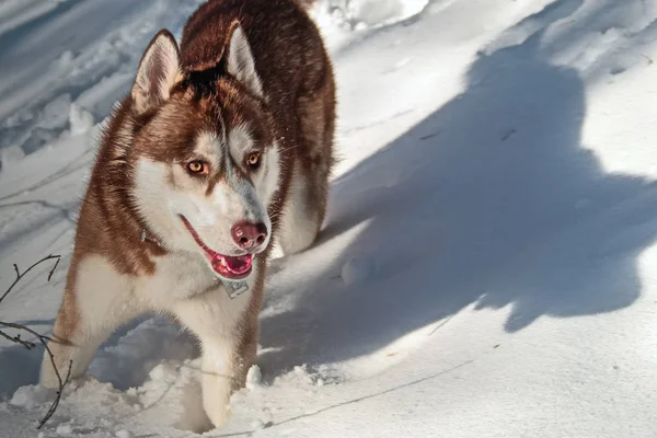 Sibirya husky köpek gözlerini dikip bakıyor. Kırmızı — Stok fotoğraf