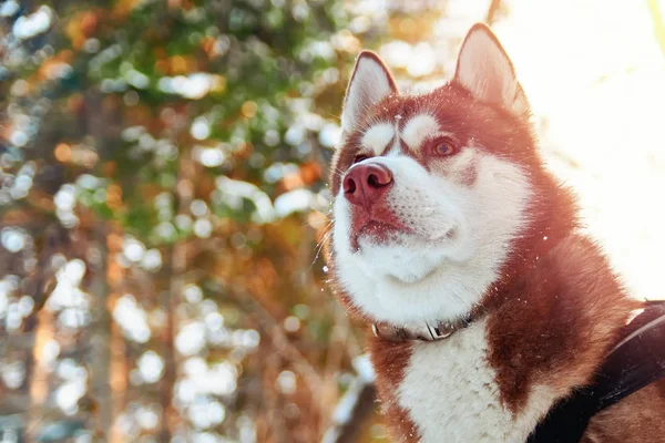 Cão husky na floresta de inverno , — Fotografia de Stock