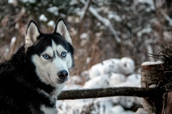 Magnifique chien husky ? ? regarde autour de soi — Photo