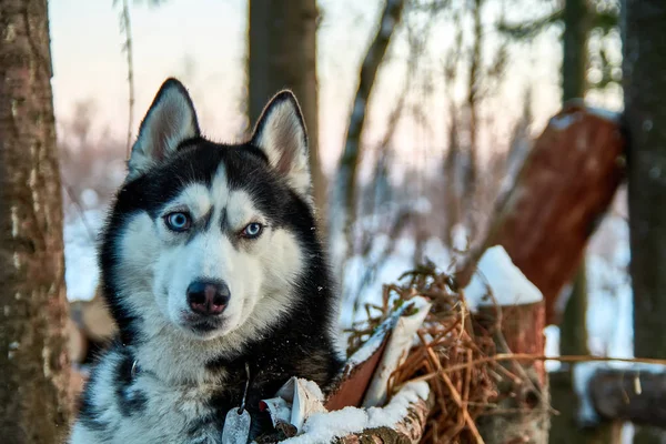 Retrato lindo perro husky se sienta —  Fotos de Stock