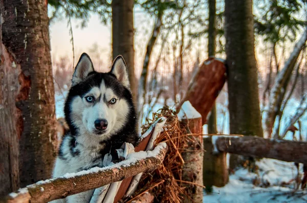 Bellissimo cane husky nel — Foto Stock