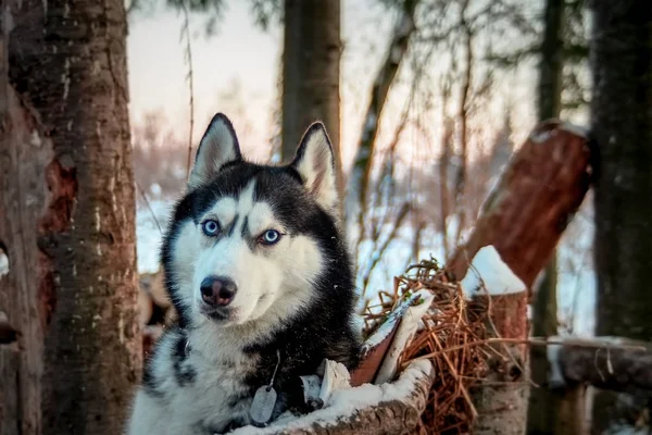 Mooie husky hond kijkt naar — Stockfoto