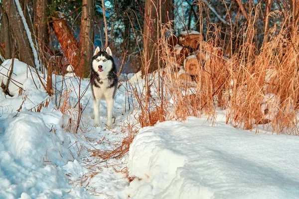 Husky köpek duruyor — Stok fotoğraf