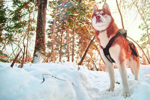 Red Siberian Husky Harness Winter Sunny Forest Bottom View — Stock Photo, Image