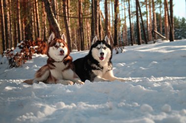 Sibirya huskys kar üzerinde yalan