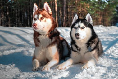 Husky köpekleri yalan üzerine beyaz