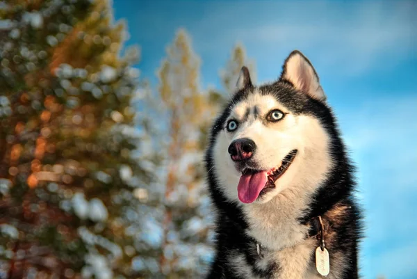 Muzzle black and white Siberian — Stock Photo, Image