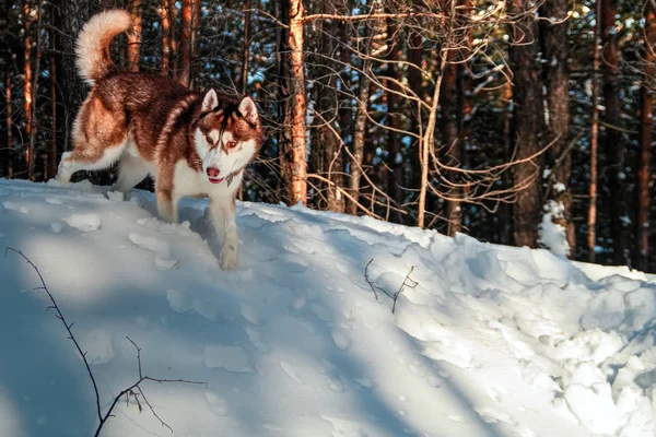 Червоний хаскі собака біжить — стокове фото