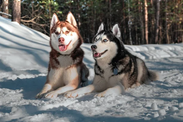 Portrait de husky sibérien sur — Photo