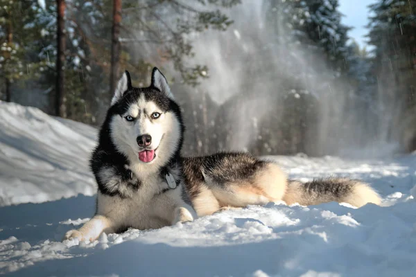 Husky evcil köpek yalanlar üzerine — Stok fotoğraf