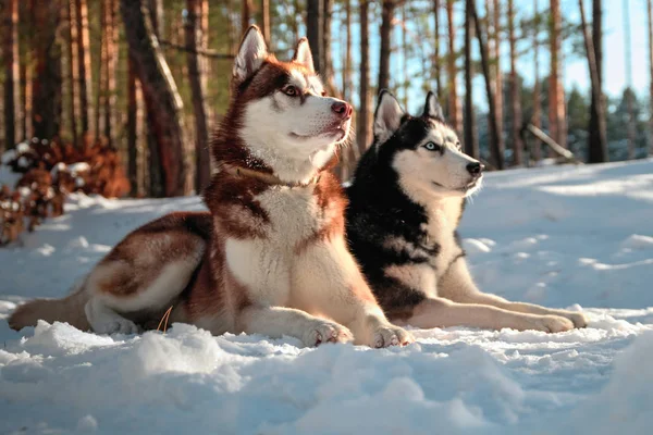 Huskys tumbado en la nieve en — Foto de Stock