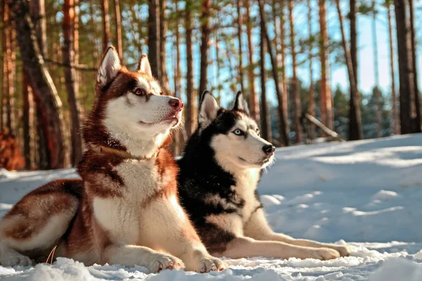 Huskys tumbado en la nieve en — Foto de Stock