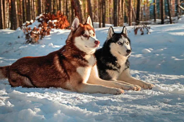 Husky siberiani sdraiati sulla neve — Foto Stock