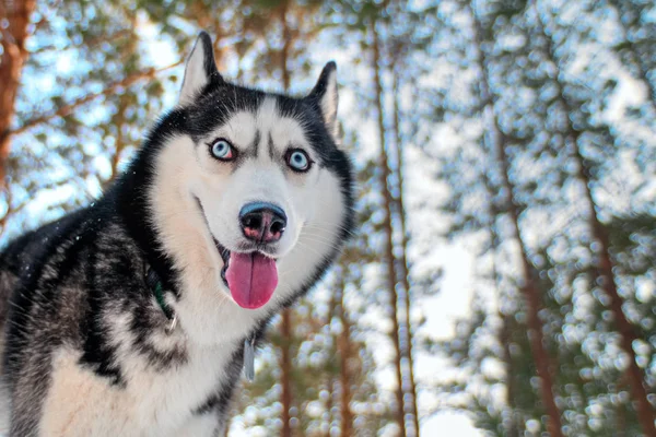 Siberische husky grappige snuit een — Stockfoto