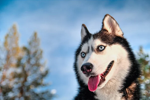 Retrato de husky siberiano en —  Fotos de Stock