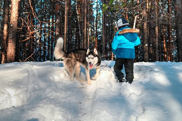 Siberian husky och barnet i — Stockfoto