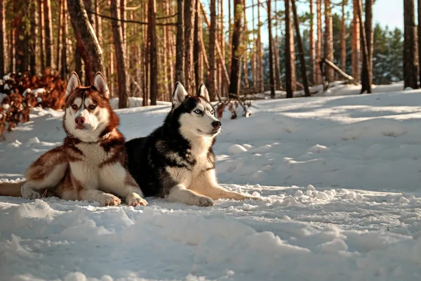 Huskys sibériens couchés sur la neige — Photo
