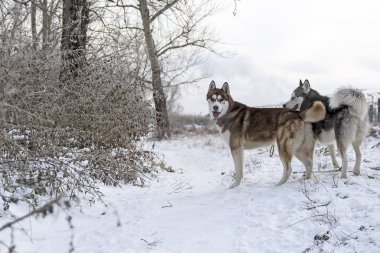 Sibirya husky köpek yürüyüş