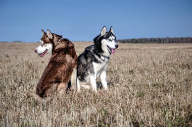 Siberian dış yapraklar sonbaharda oturan