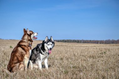 İki Siberian Husky üzerinde oturan