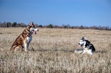 Bir yürüyüşe sonra Siberian Husky