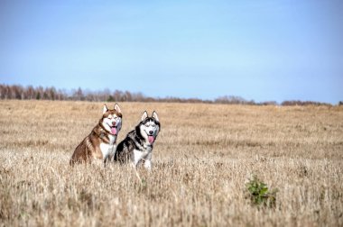 Siberian dış yapraklar köpekler oturan