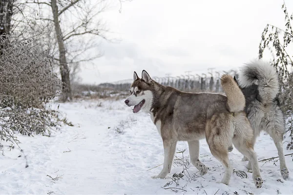 Perros husky siberianos caminando en —  Fotos de Stock