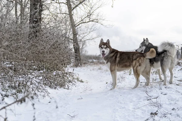 Siberian husky dogs walking in — Stock Photo, Image