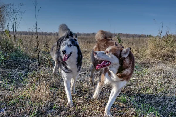 Bonito husky siberiano brincando — Fotografia de Stock