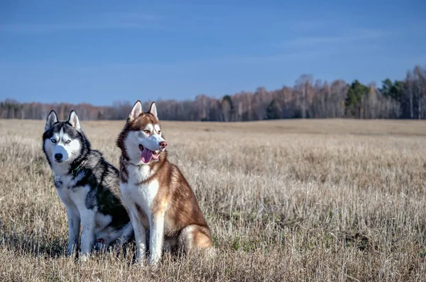 Husky siberiano seduto in autunno — Foto Stock