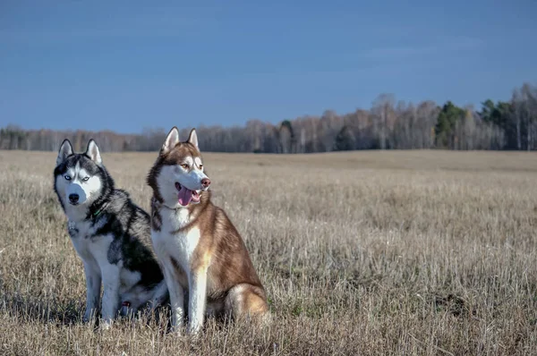 Husky siberiano sentado en otoño —  Fotos de Stock