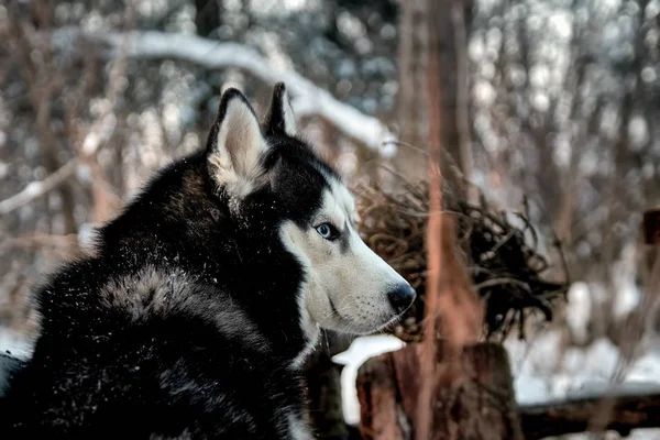 Schöner Husky-Hund schaut sich um — Stockfoto