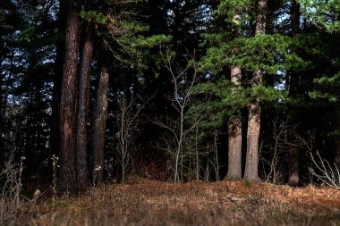 manzara kenarı bir çam
