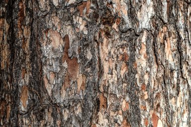 Ahşap ağaç kabuğu doku arka plan