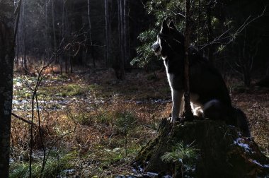 Güzel Sibirya husky köpek