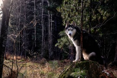 Husky gün oturan, zevk