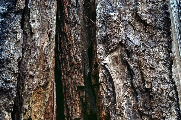 Old wood tree texture background — Stock Photo, Image