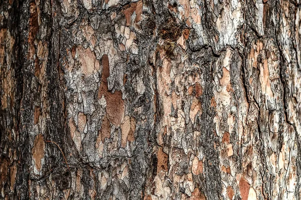 Ahşap ağaç kabuğu doku arka plan