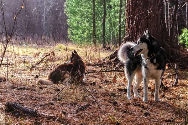 Sibiřský husky walking v — Stock fotografie