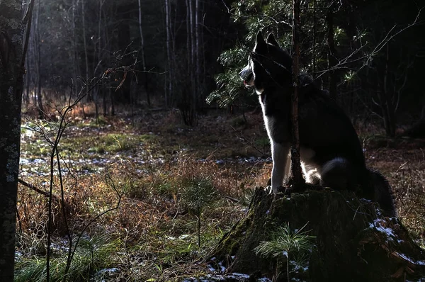 美しいシベリアン ・ ハスキー犬は — ストック写真