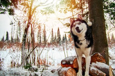 Siberian dış yapraklar forwardly ayakta görünüyor