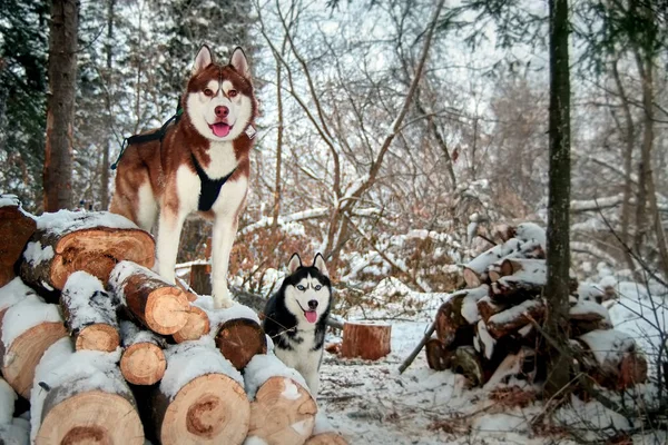 Zwei Husky-Hunde auf einem — Stockfoto