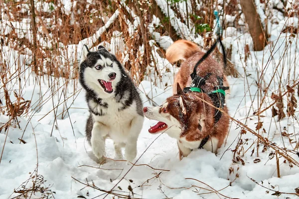 Siberian husky divertido jogar em — Fotografia de Stock