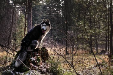 Siberian dış yapraklar oturuyor